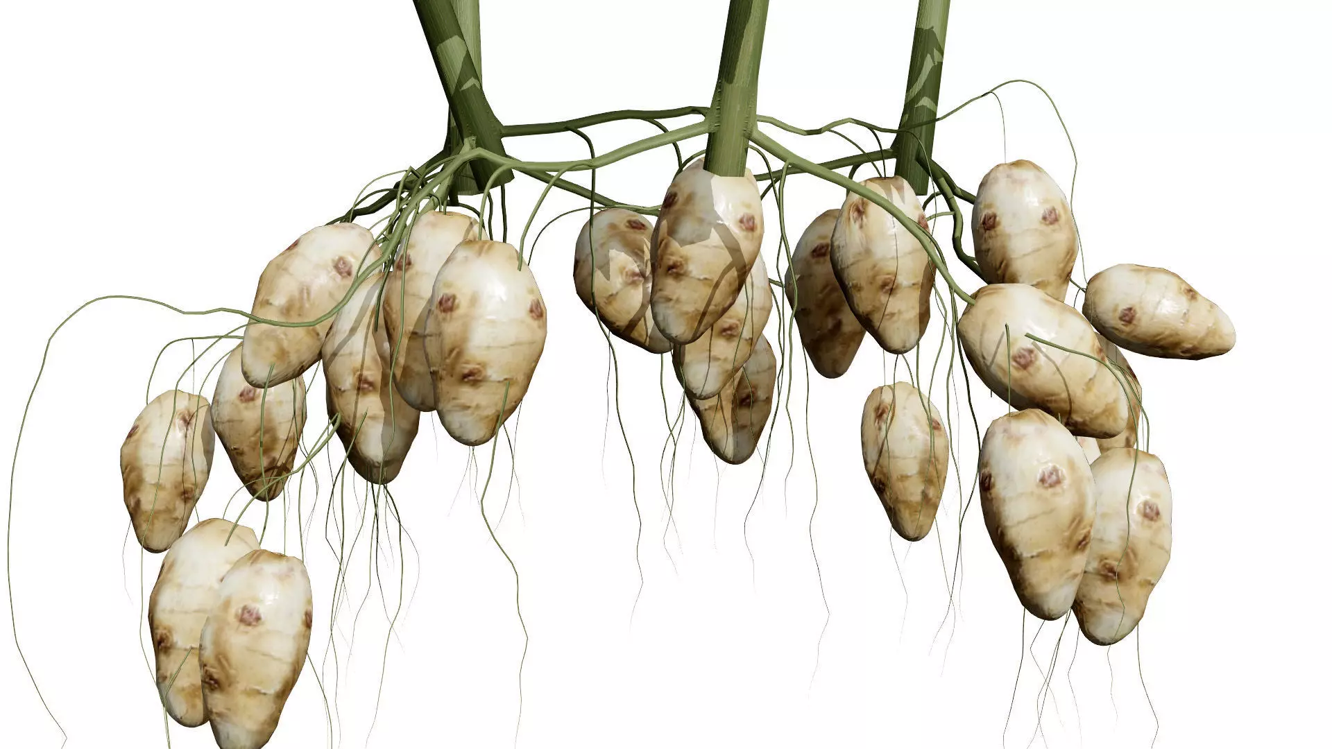 Jerusalem Artichoke 3D Model Pack Low-poly 3D model_5