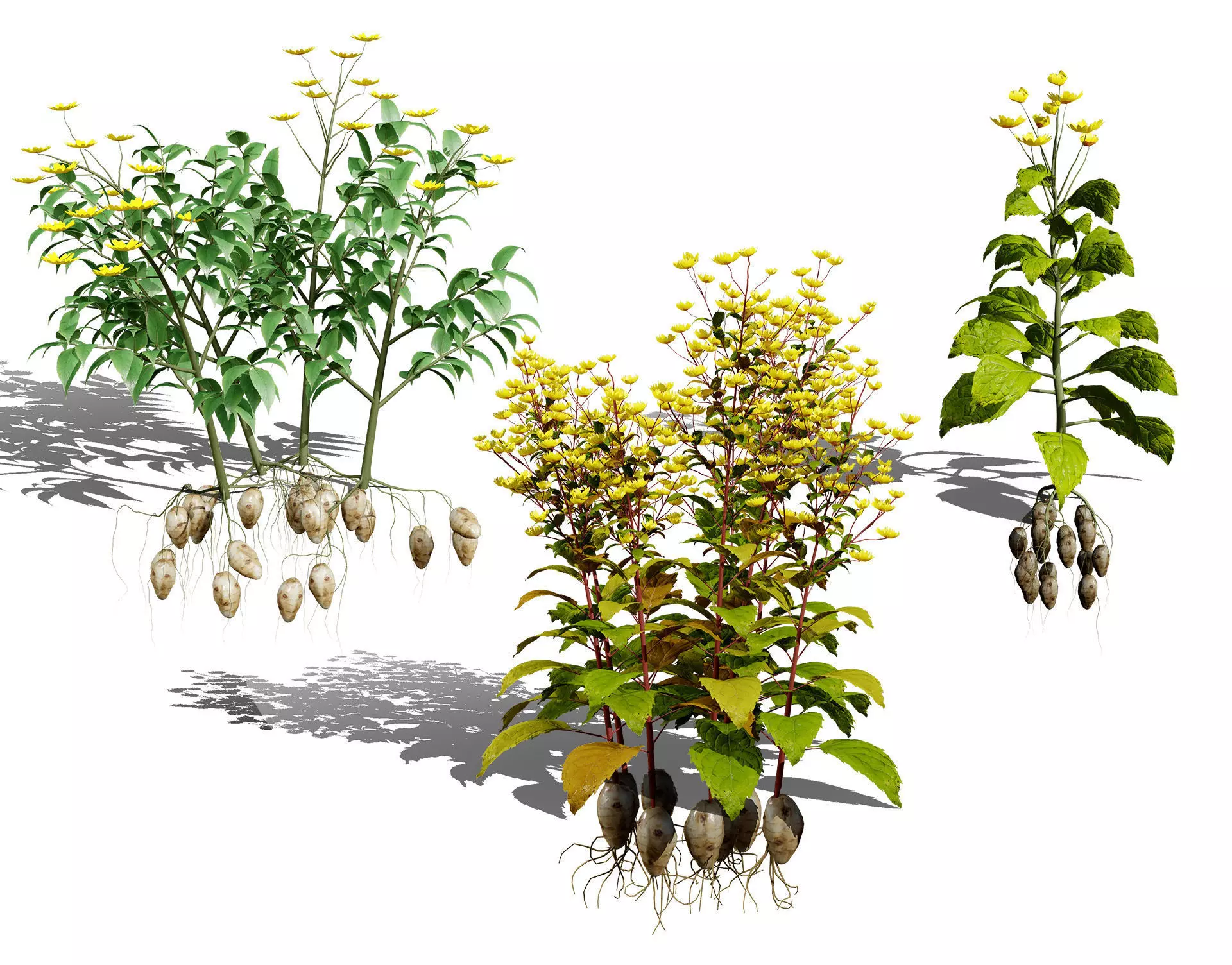 Jerusalem Artichoke 3D Model Pack Low-poly 3D model_0