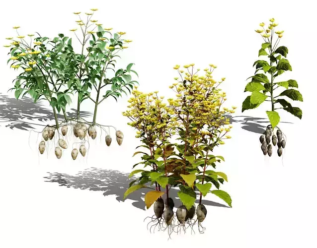 Jerusalem Artichoke 3D Model Pack