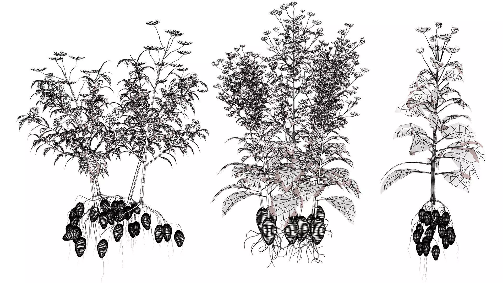 Jerusalem Artichoke 3D Model Pack Low-poly 3D model_11