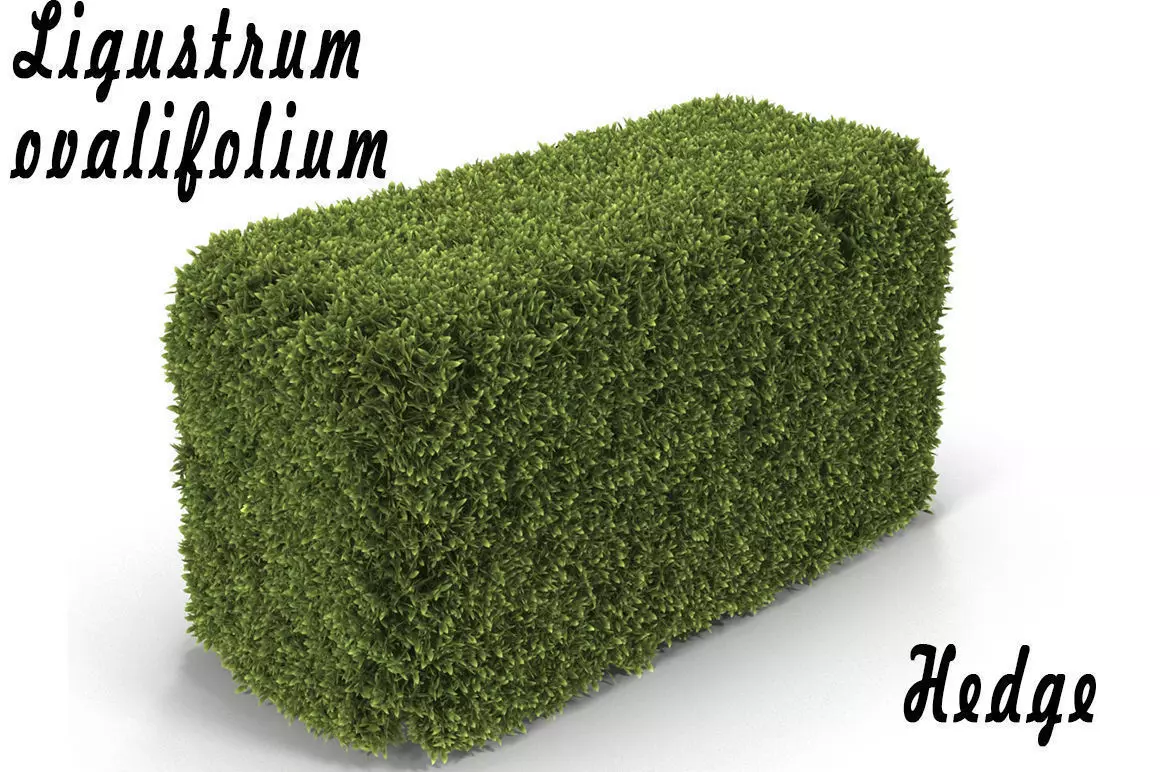 Hedge Box 3D model_0