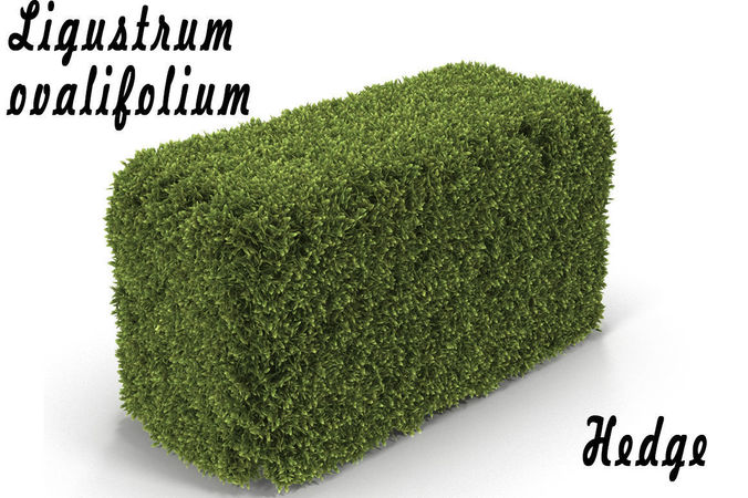 Hedge Box 3D model