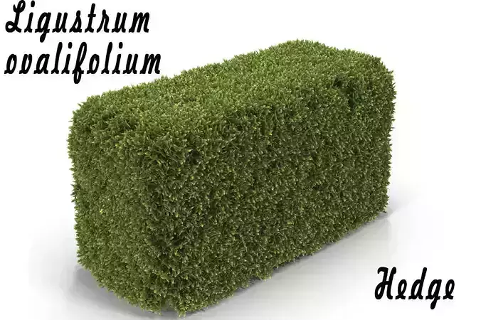 Hedge Box 3D model