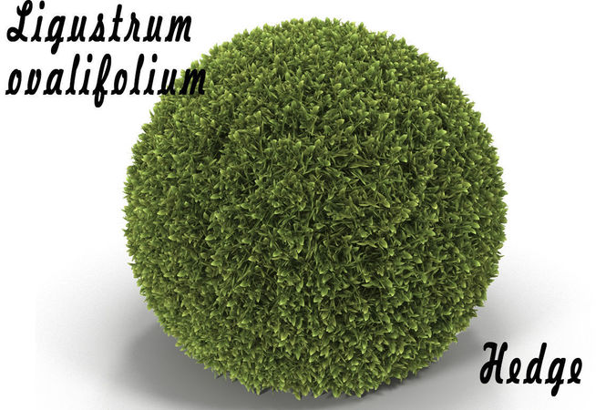 Hedge Sphere 3D model