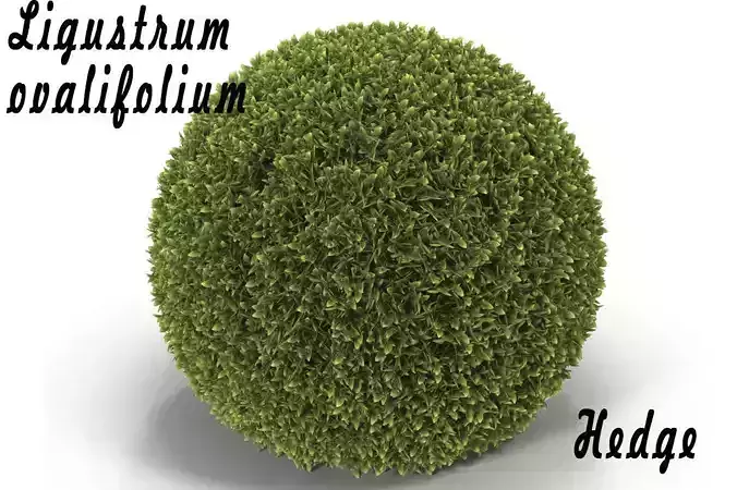 Hedge Sphere 3D model