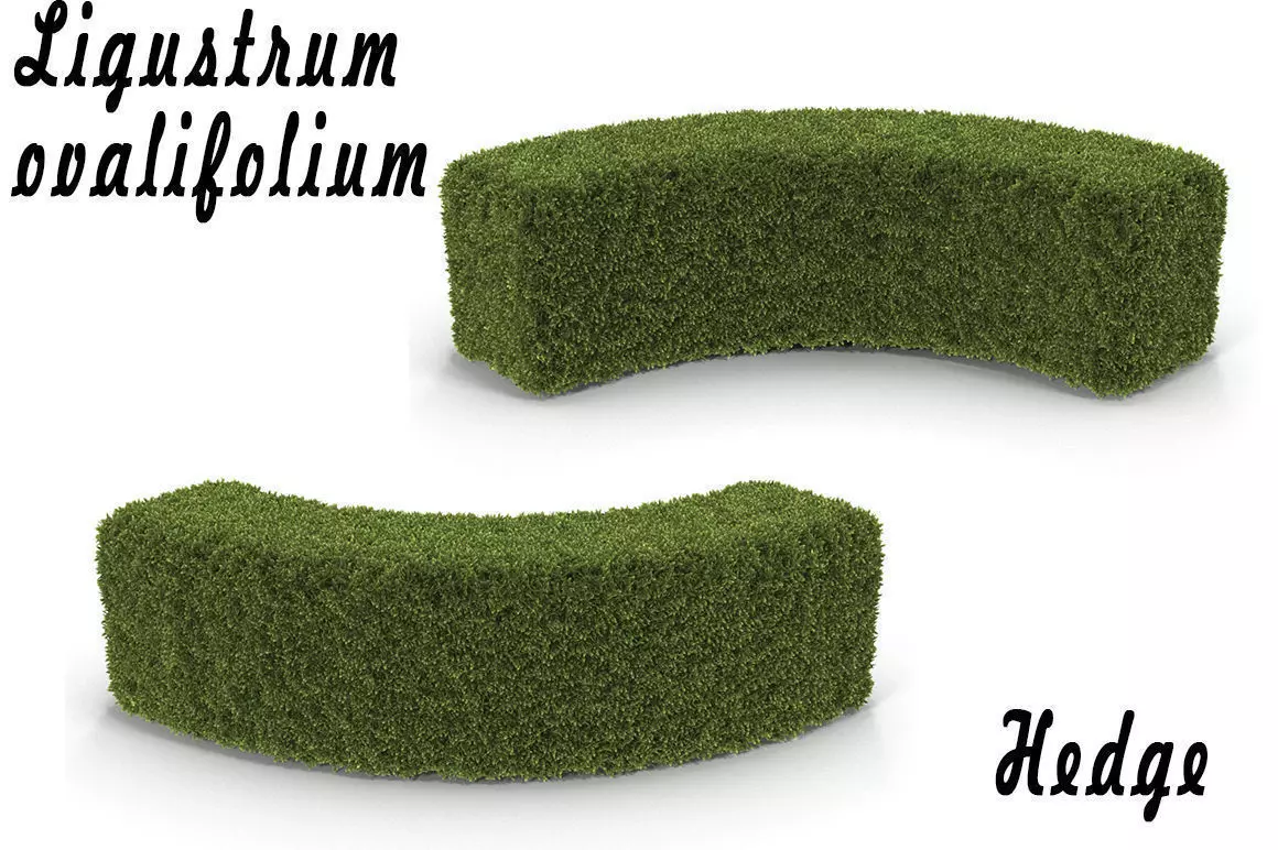 Hedge Arch 3D model_0