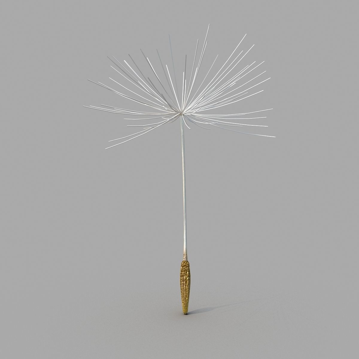 Dandelion 3D model_9