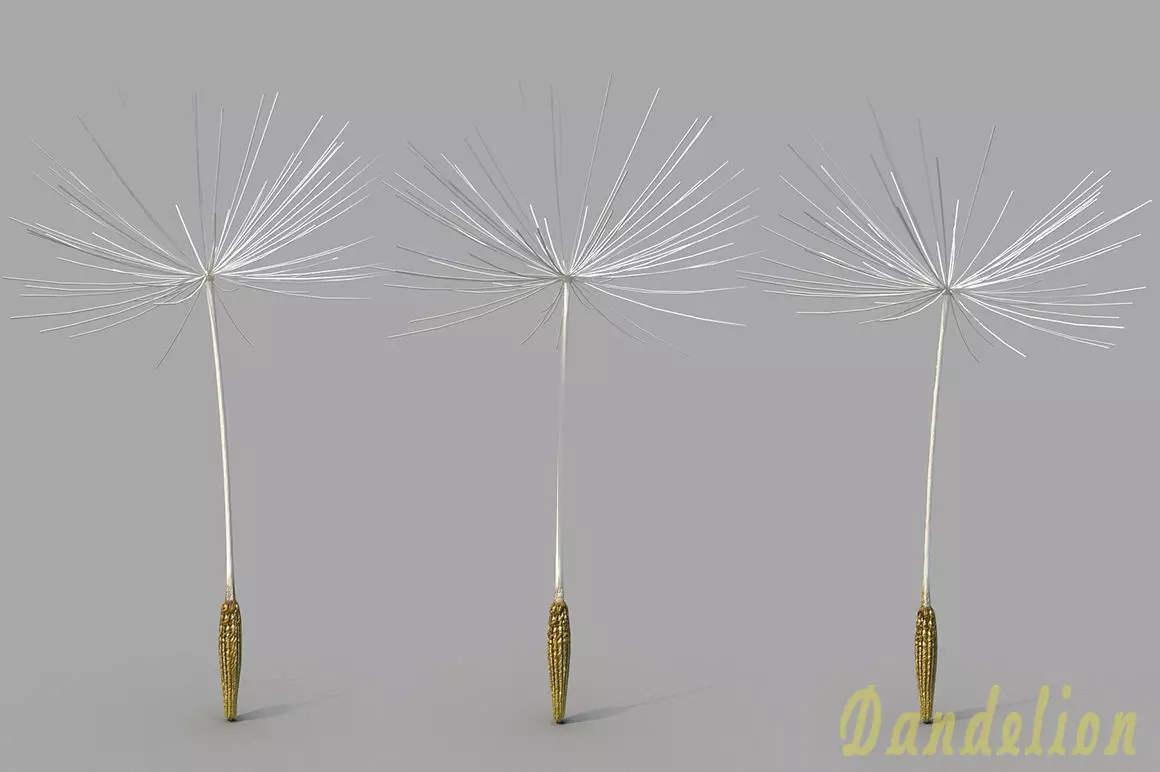 Dandelion 3D model_0