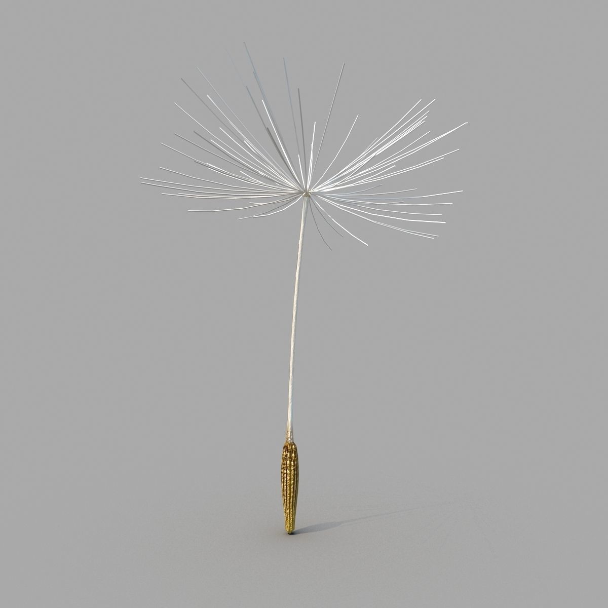 Dandelion 3D model_8