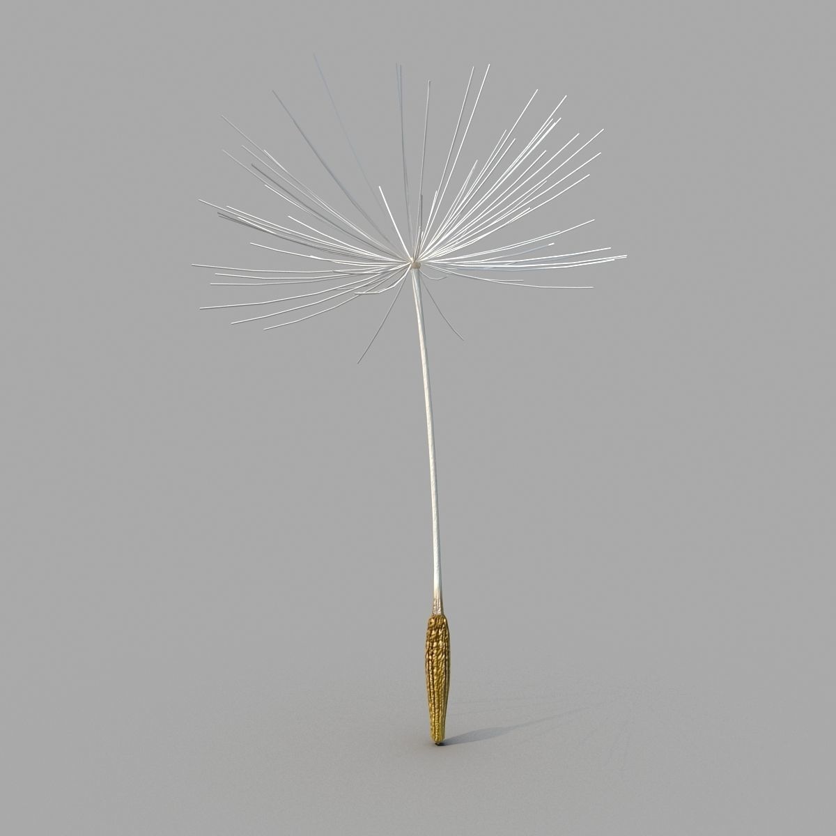 Dandelion 3D model_1