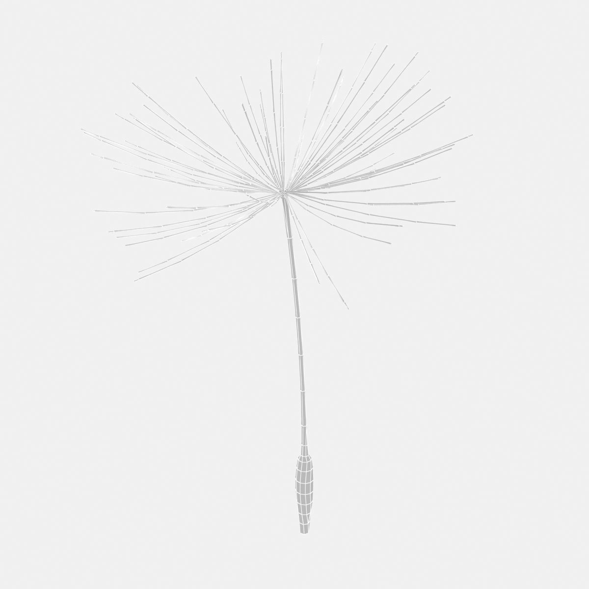 Dandelion 3D model_10