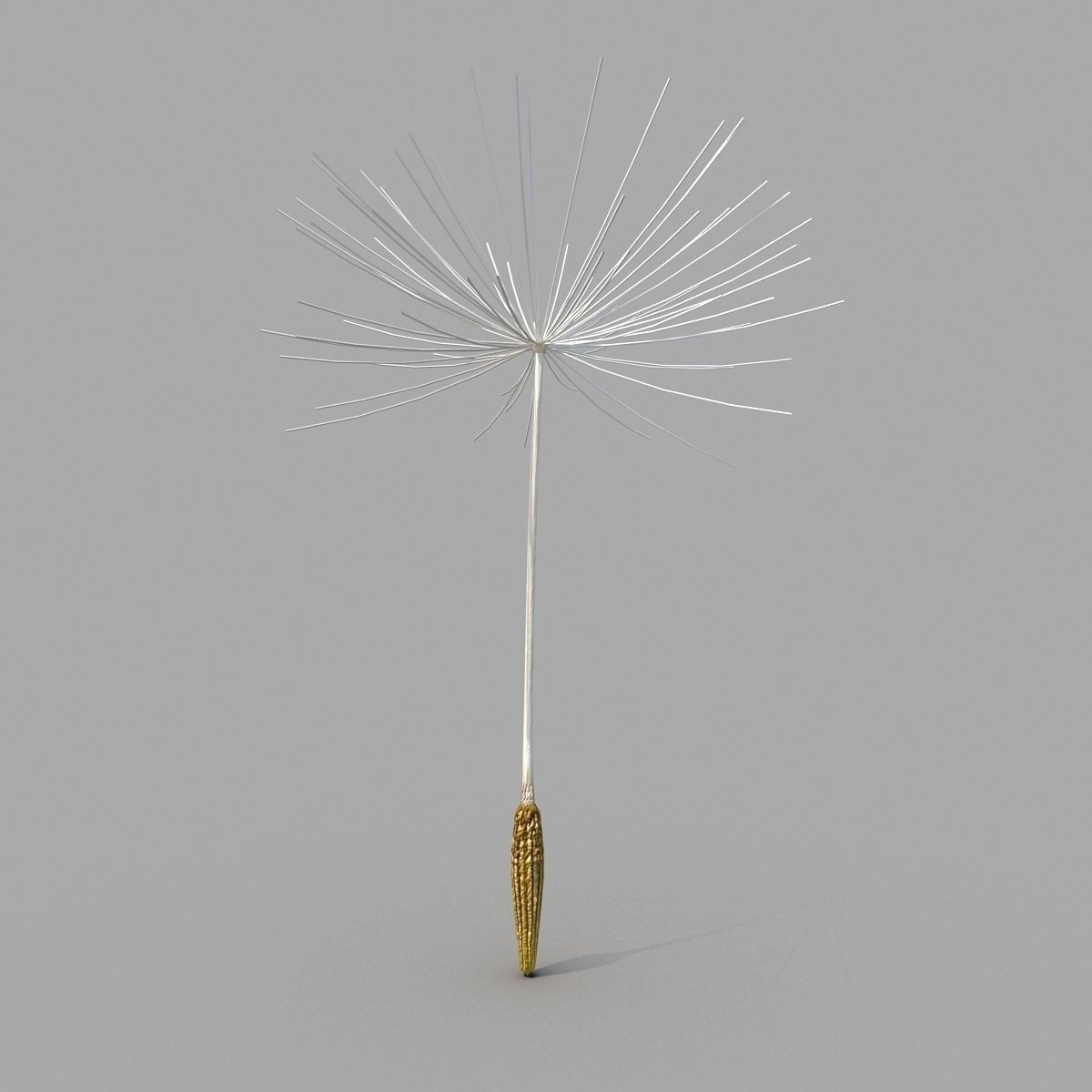 Dandelion 3D model_6