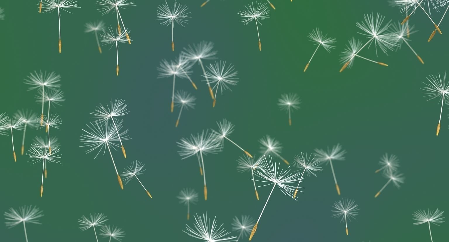 Dandelion 3D model_5
