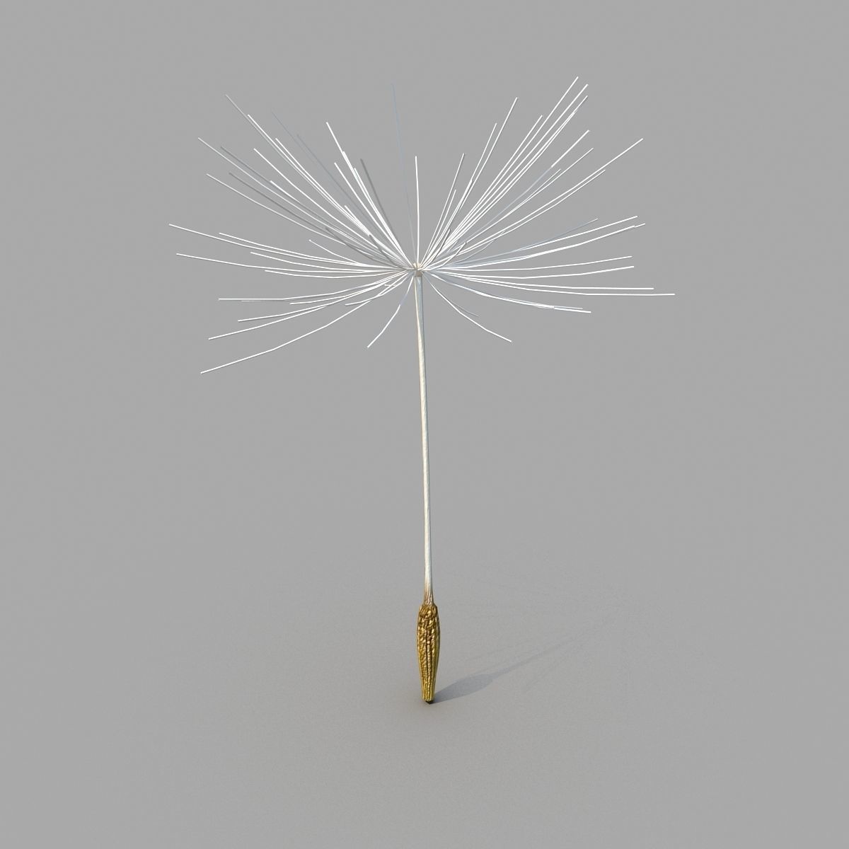 Dandelion 3D model_3