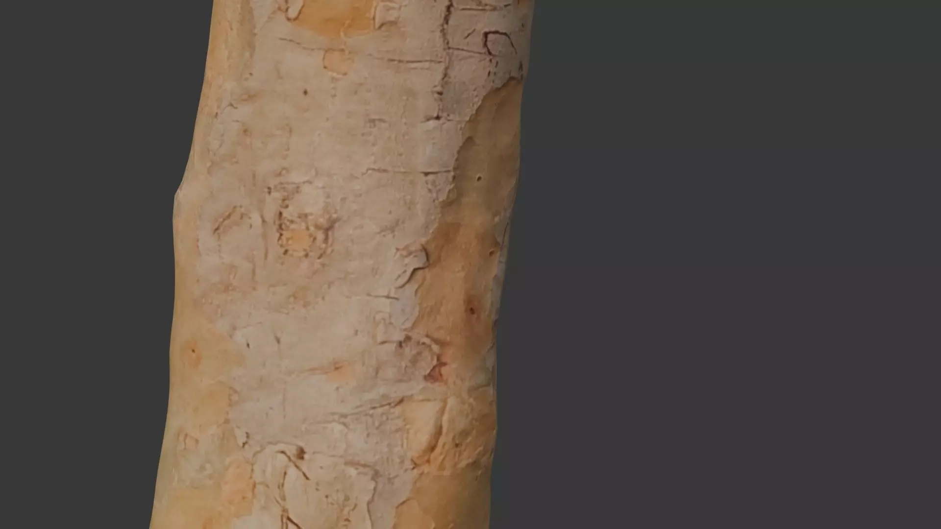 Tall Tree Trunk Scan Low-poly 3D model_7