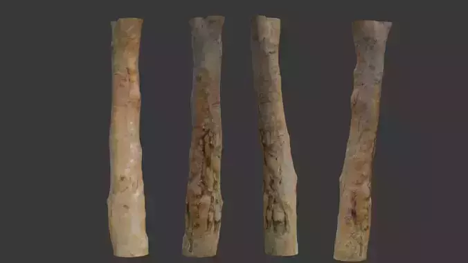  Tall Tree Trunk Scan