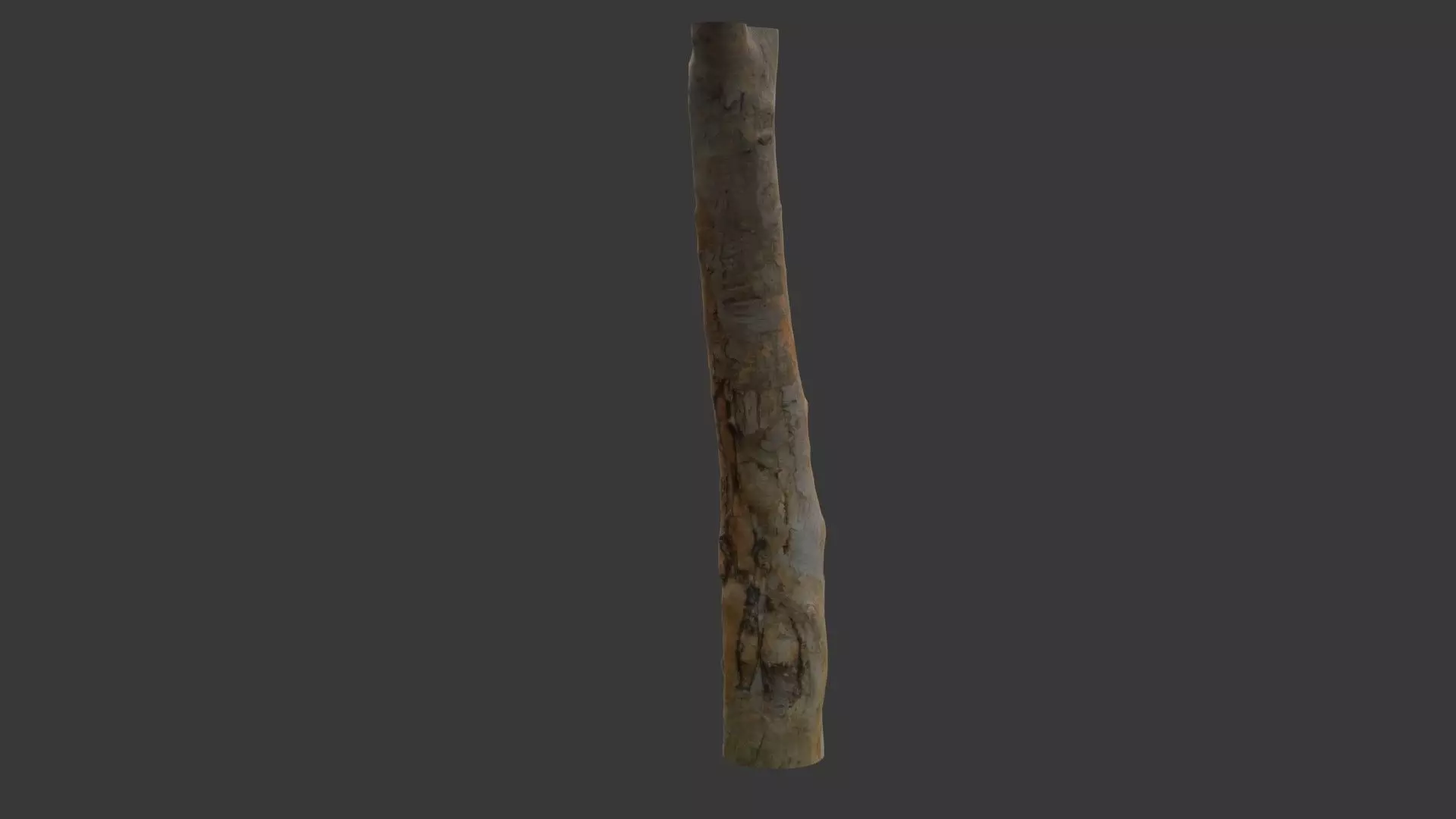 Tall Tree Trunk Scan Low-poly 3D model_4