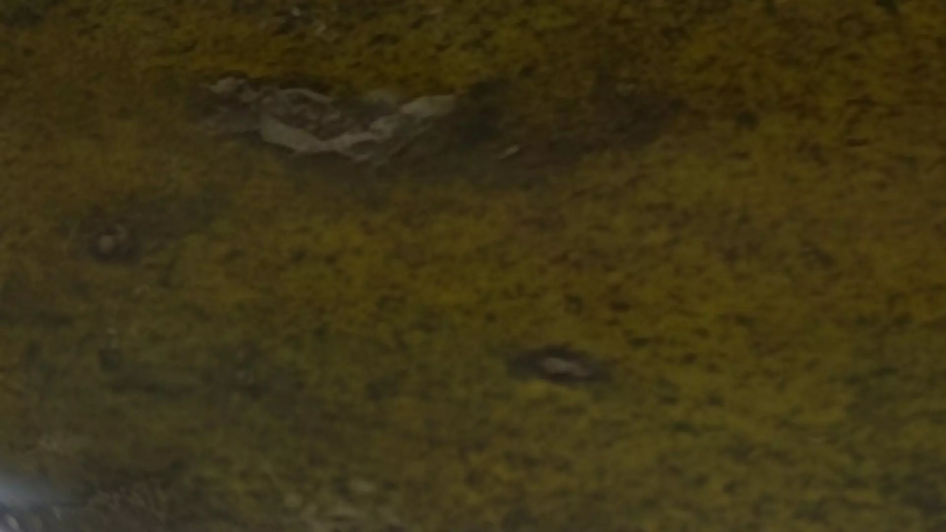 Spoiled Papaya Scan Low-poly 3D model_7