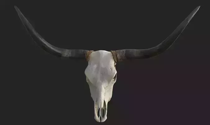 Realistic Scanned Longhorn Skull