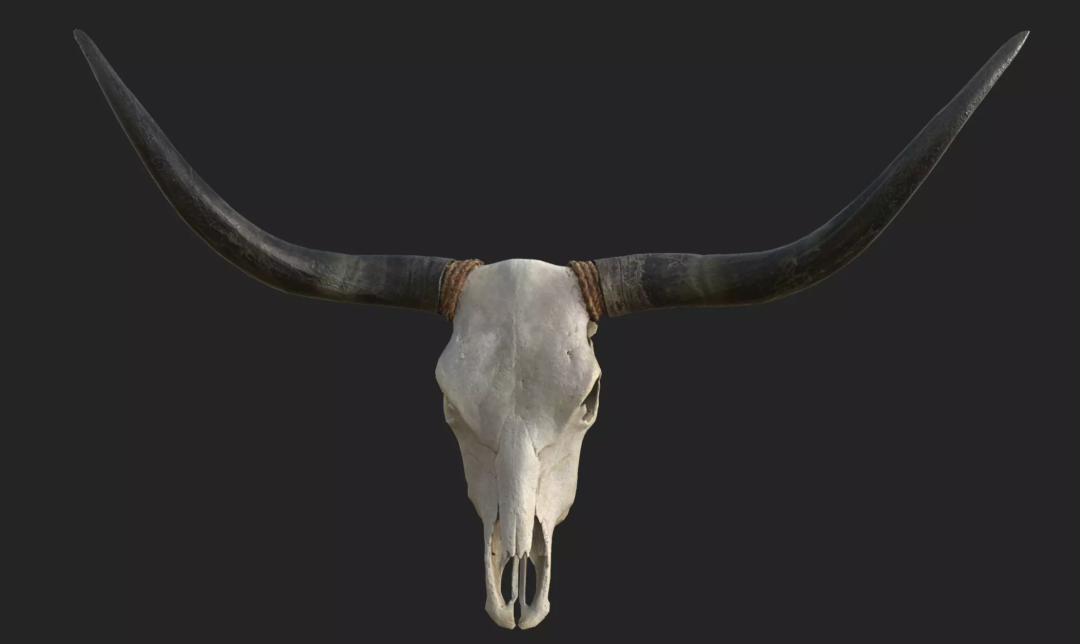 Realistic Scanned Longhorn Skull Low-poly 3D model
