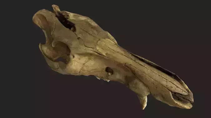 Realistic Scanned Wild Hog Skull