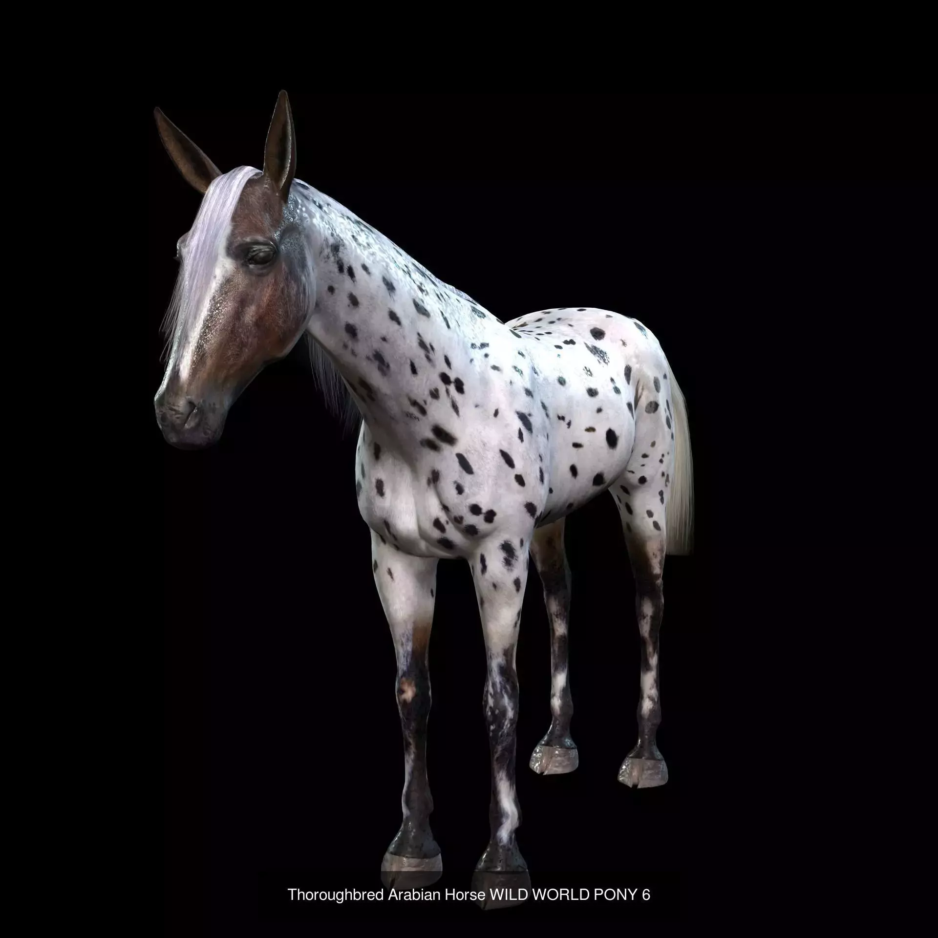 DOWNLOAD Thoroughbred horse ARABIAN 3D MODEL RIGGED - PRINTABLE 3D Model Collection_7