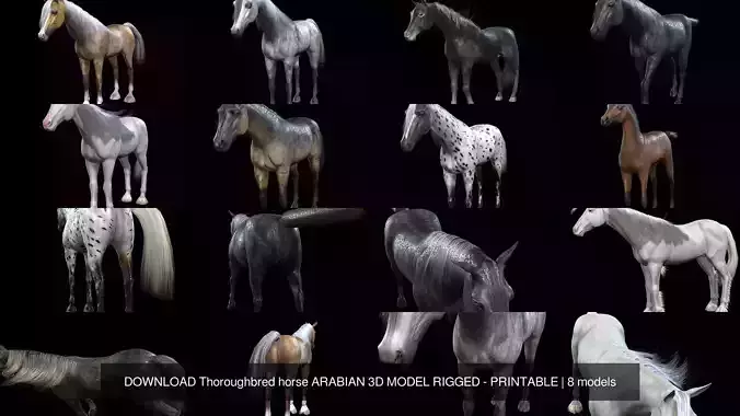 DOWNLOAD Thoroughbred horse ARABIAN 3D MODEL RIGGED - PRINTABLE 3D Model Collection