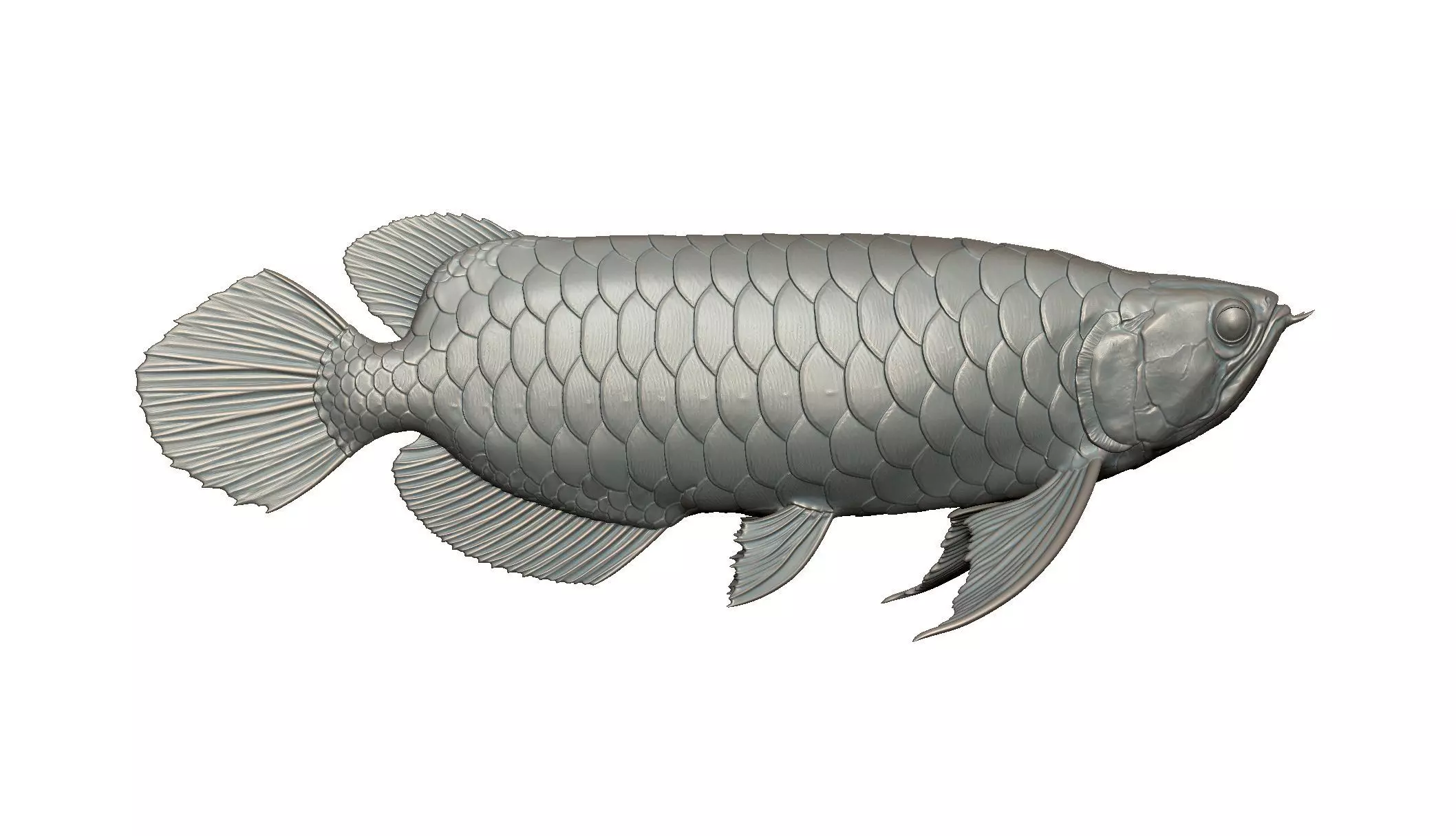 AROWANA DRAGON FISH 3D print model
