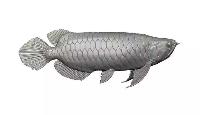AROWANA DRAGON FISH