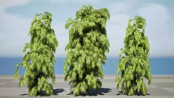 South African Podocarpus Henkelii 3D Model Pack Low-poly 3D model