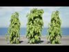 South African Podocarpus Henkelii 3D Model Pack Low-poly 3D model_1