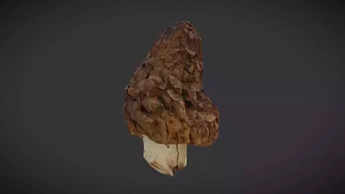 Morel