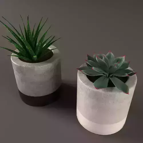 Plant Cactus and money tree