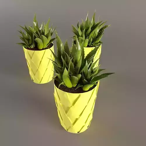 Plant Cactus in yellow pot 3D model