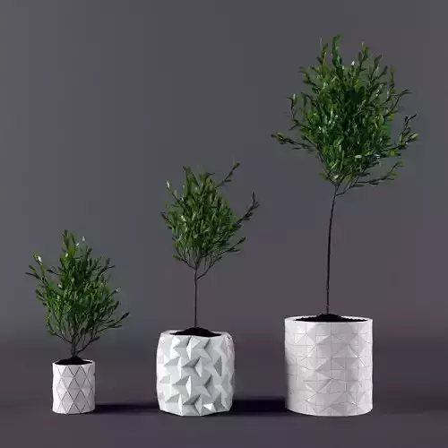 Plant ficus potted