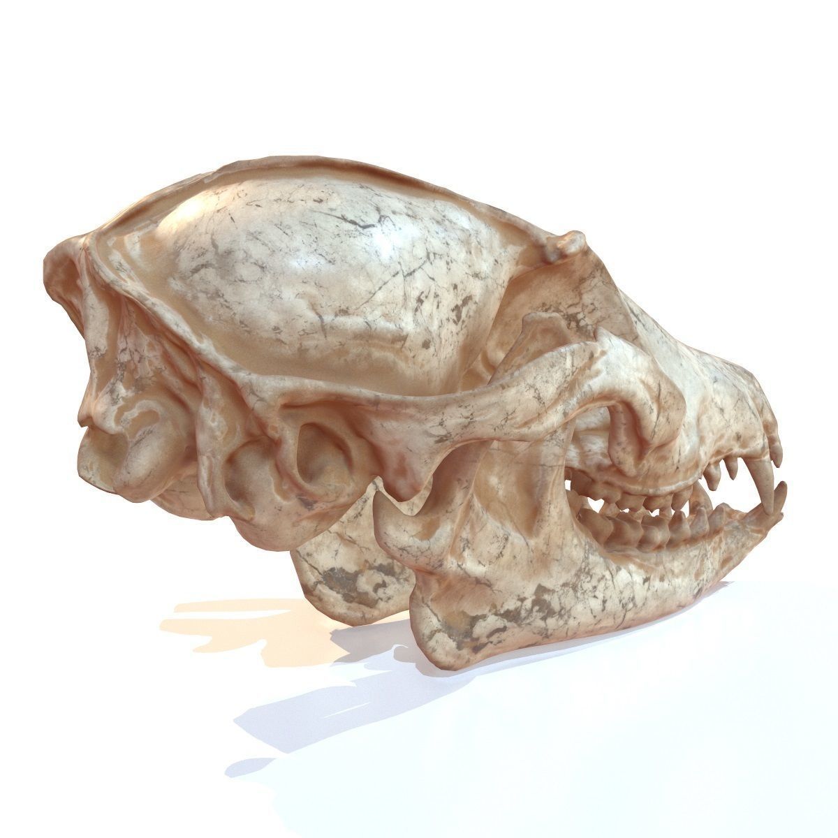 Decorative Skull Low-poly 3D model_3