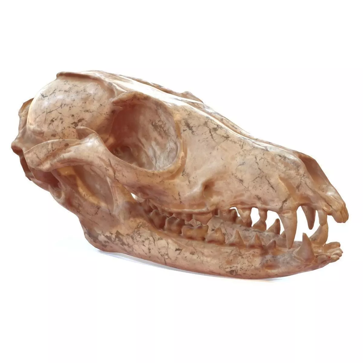 Decorative Skull Low-poly 3D model_0