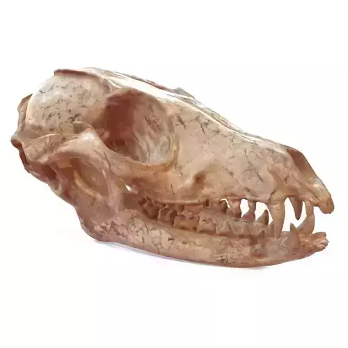 Decorative Skull Low-poly 3D model