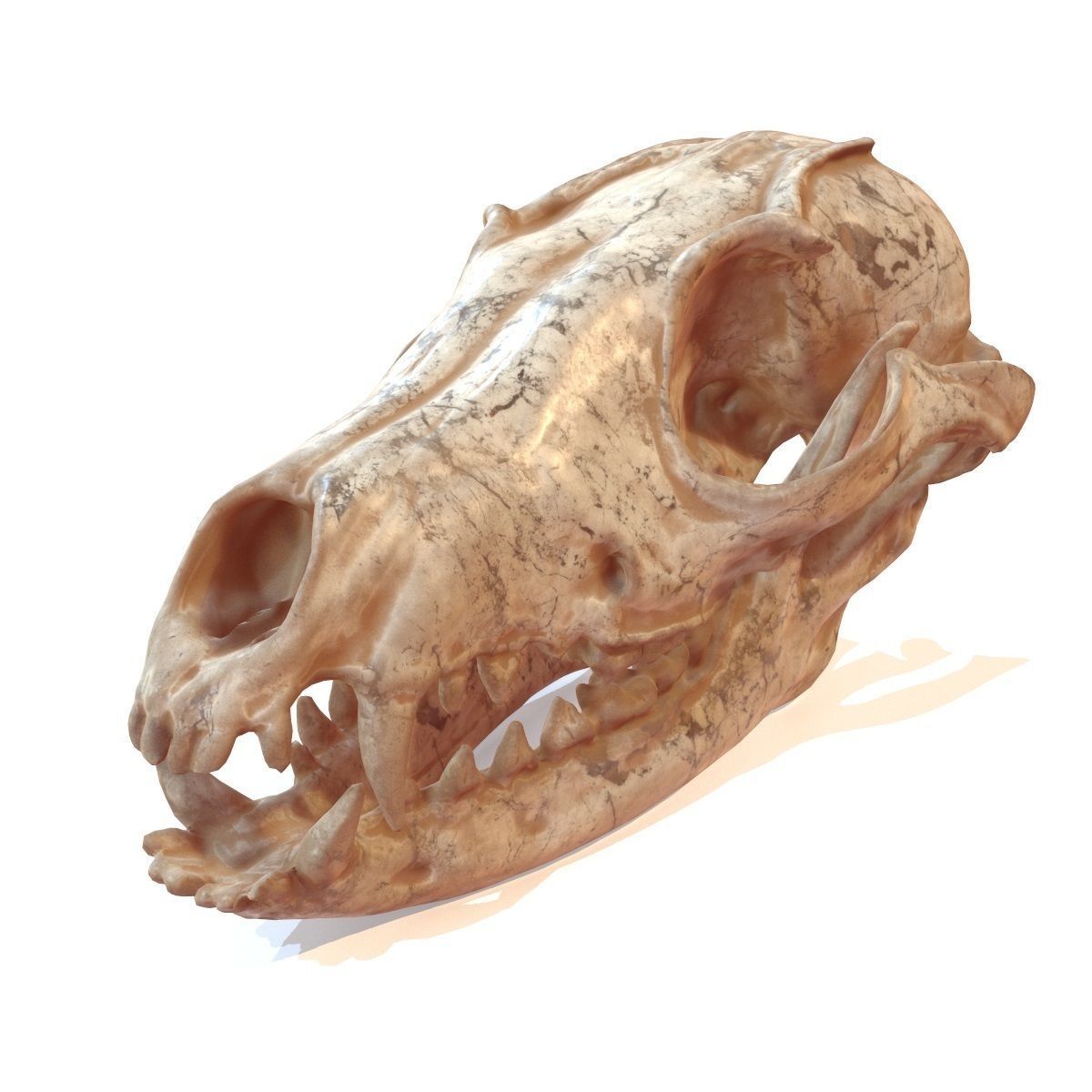 Decorative Skull Low-poly 3D model_1