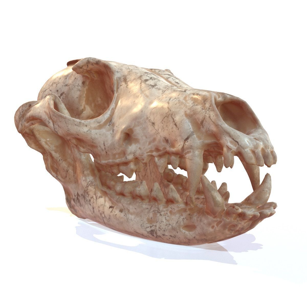 Decorative Skull Low-poly 3D model_4