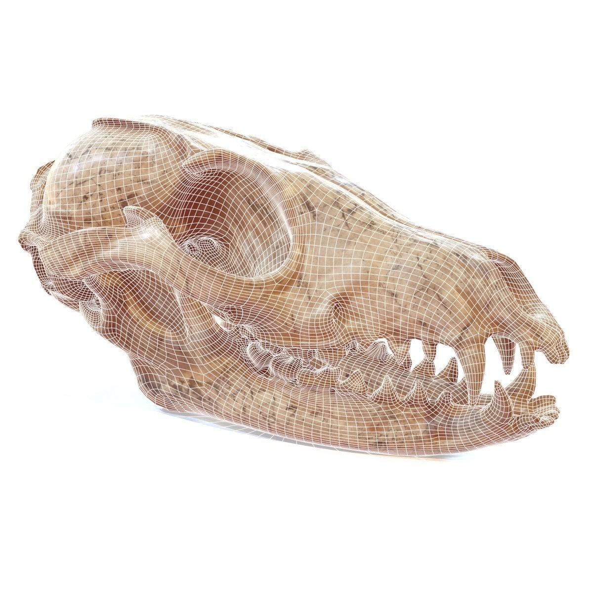 Decorative Skull Low-poly 3D model_7