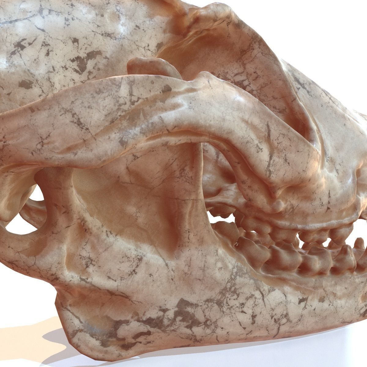 Decorative Skull Low-poly 3D model_5