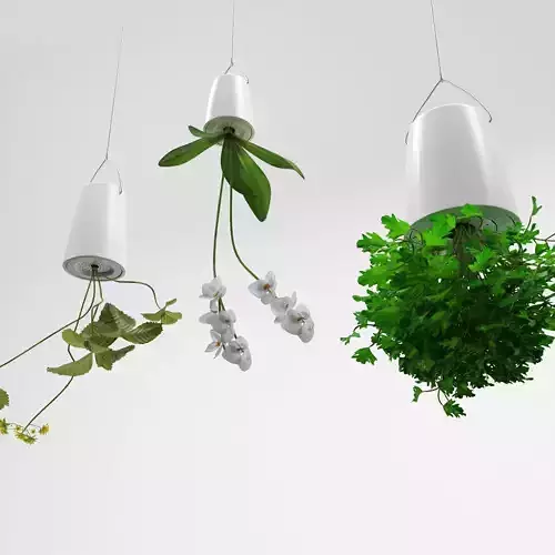 Plants  in upside down hanging pots