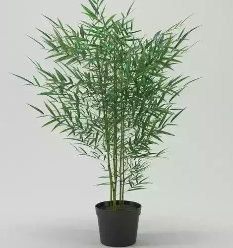 Plant bamboo in black pot
