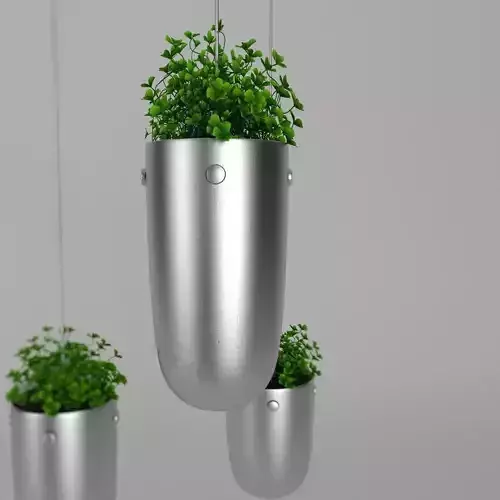 Plant clover in metal pots