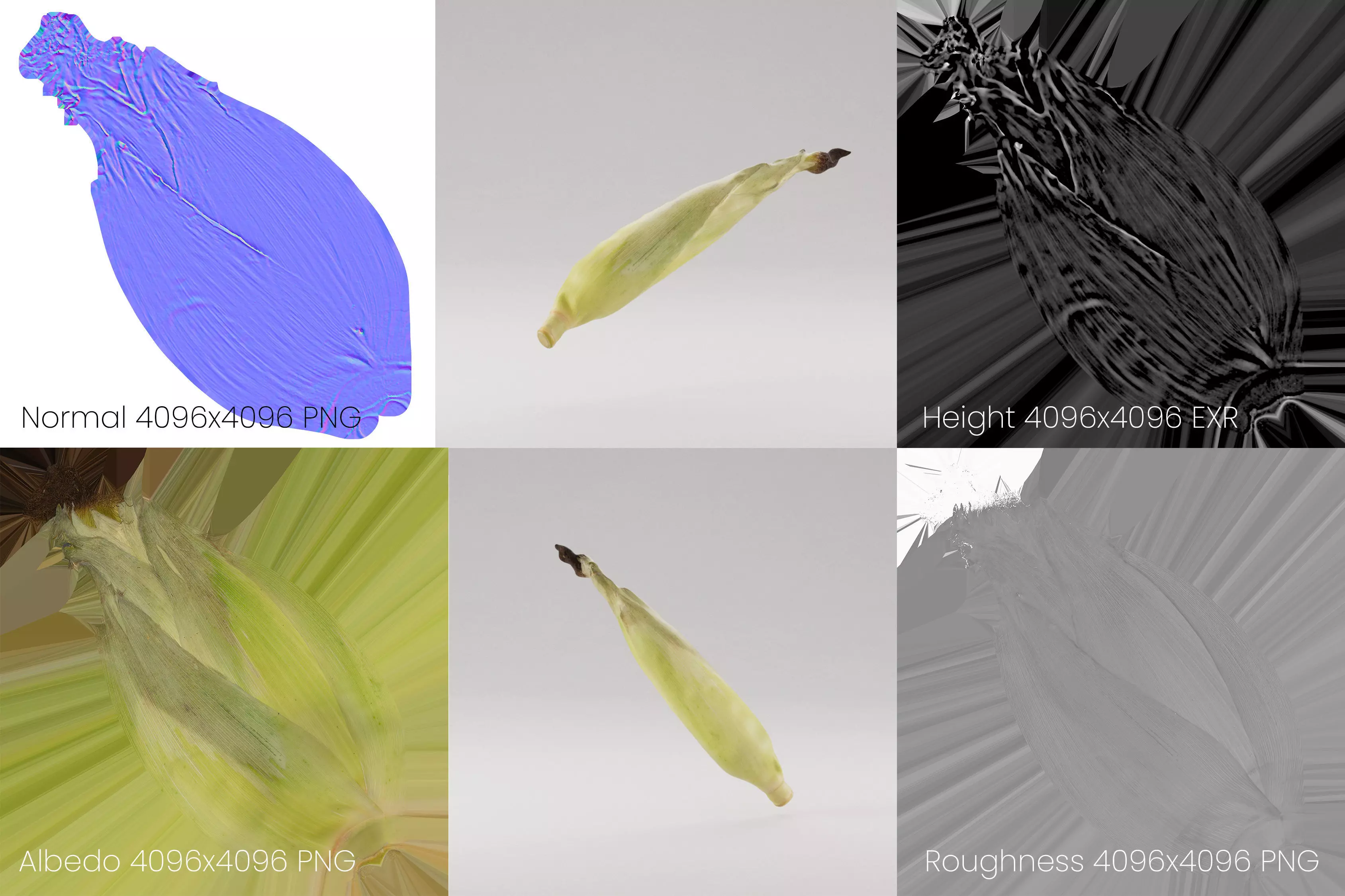 Corn Husk 3D model_10