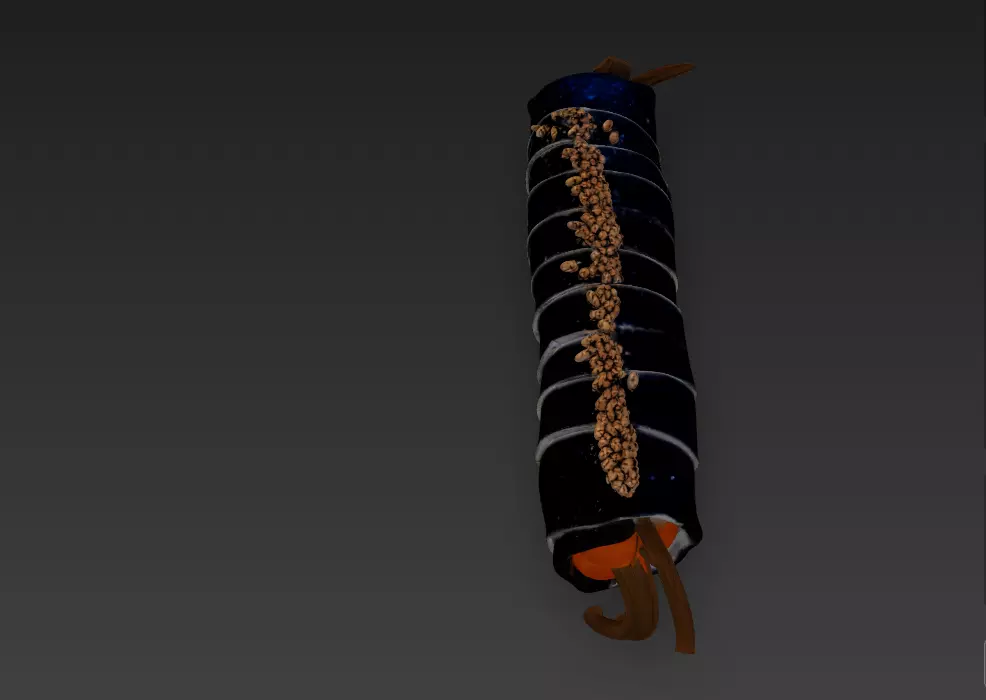 Korean Gimbap 3D Model   Traditional Seaweed Rice Roll 3D model_25