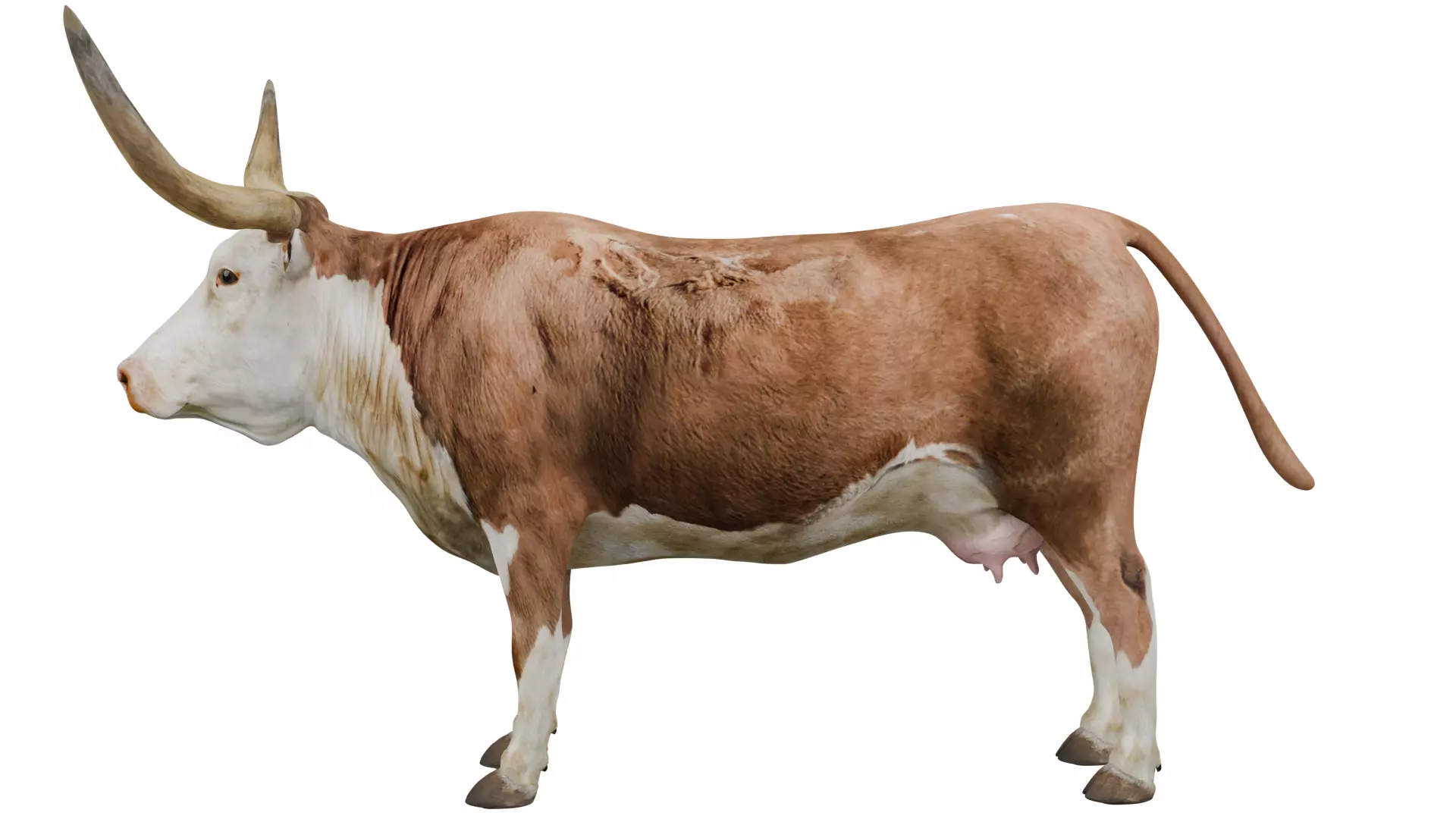 Texas Longhorn 3D model_1