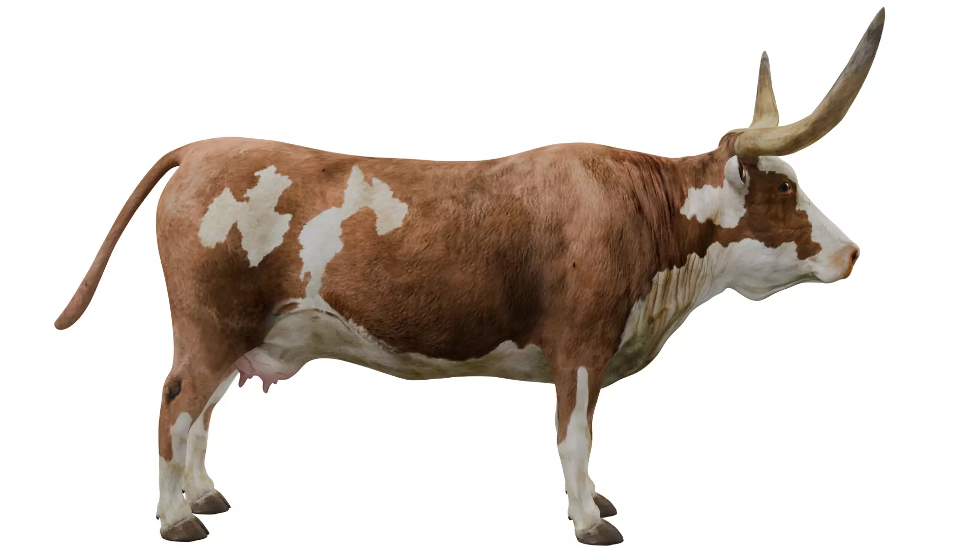 Texas Longhorn 3D model_5
