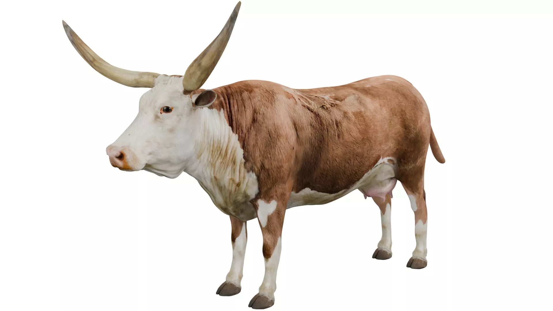 Texas Longhorn 3D model_0